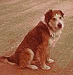 Barney